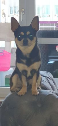 Chihuahua Deckrüde Blueline