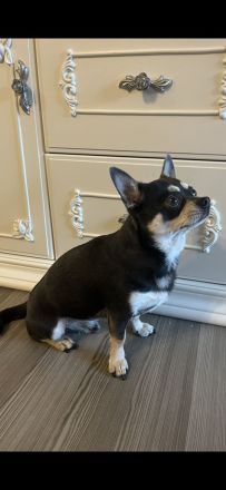 Chihuahua Deckrüde Blueline