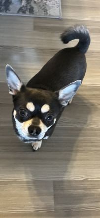 Chihuahua Deckrüde Blueline