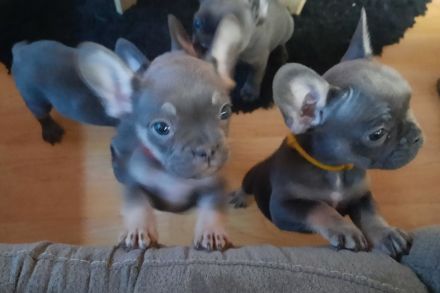 Französische bulldogge welpen