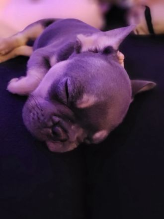 Französische bulldogge welpen