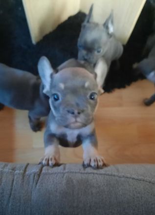 Französische bulldogge welpen