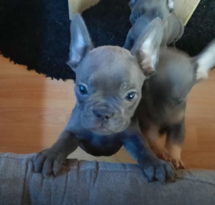 Französische bulldogge welpen