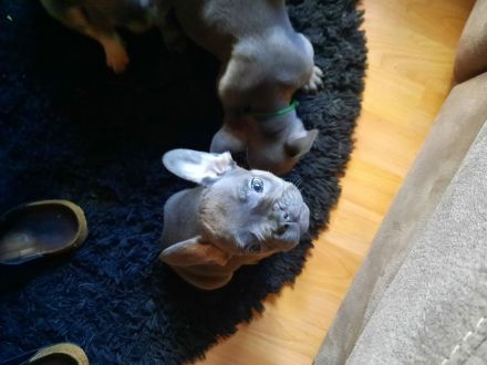 Französische bulldogge welpen