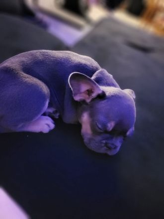 Französische bulldogge welpen