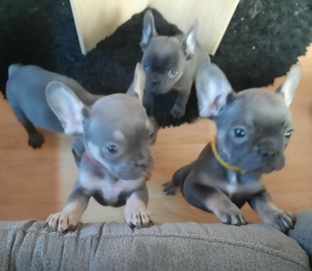 Französische bulldogge welpen