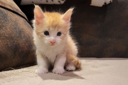 "Dexter" - süßes Maine Coon Katerchen mit Stammbaum in der Farbe red tabby + white