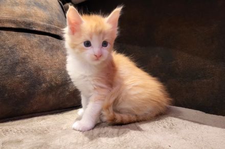 "Dexter" - süßes Maine Coon Katerchen mit Stammbaum in der Farbe red tabby + white