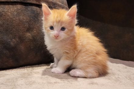 "Dexter" - süßes Maine Coon Katerchen mit Stammbaum in der Farbe red tabby + white