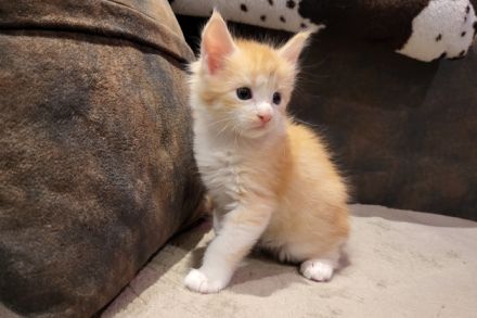 "Dexter" - süßes Maine Coon Katerchen mit Stammbaum in der Farbe red tabby + white