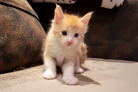 "Dexter" - süßes Maine Coon Katerchen mit Stammbaum in der Farbe red tabby + white
