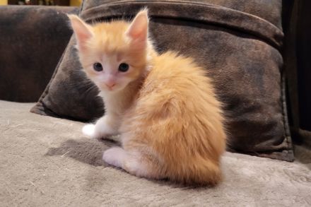"Dexter" - süßes Maine Coon Katerchen mit Stammbaum in der Farbe red tabby + white