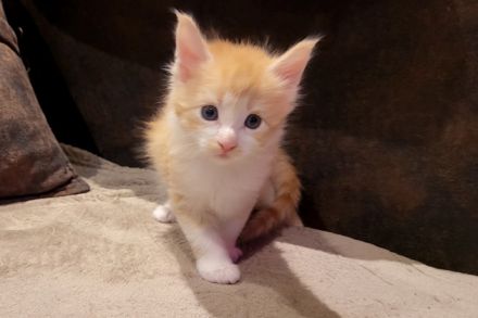 "Dexter" - süßes Maine Coon Katerchen mit Stammbaum in der Farbe red tabby + white