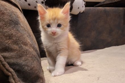 "Dexter" - süßes Maine Coon Katerchen mit Stammbaum in der Farbe red tabby + white