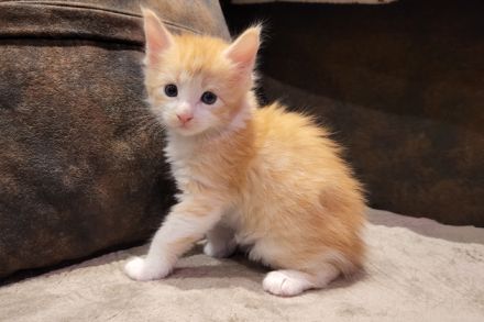 "Dexter" - süßes Maine Coon Katerchen mit Stammbaum in der Farbe red tabby + white