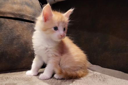 "Dexter" - süßes Maine Coon Katerchen mit Stammbaum in der Farbe red tabby + white