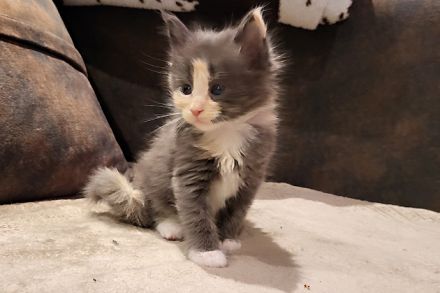 "Delilah" - süßes Maine Coon Kätzchen mit Stammbaum in der tollen Farbe blue tortie + white