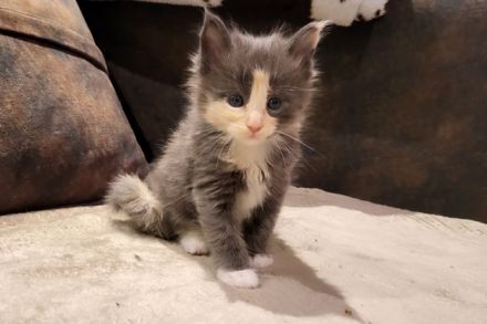 "Delilah" - süßes Maine Coon Kätzchen mit Stammbaum in der tollen Farbe blue tortie + white