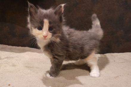 "Delilah" - süßes Maine Coon Kätzchen mit Stammbaum in der tollen Farbe blue tortie + white