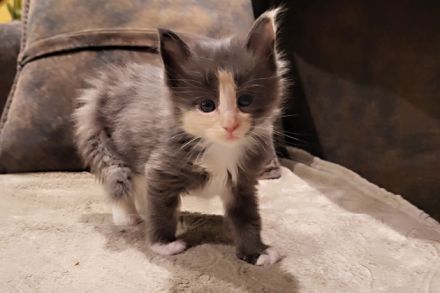 "Delilah" - süßes Maine Coon Kätzchen mit Stammbaum in der tollen Farbe blue tortie + white