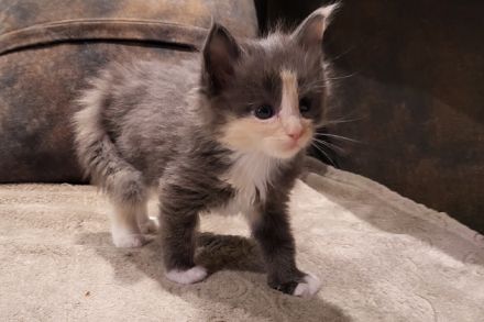 "Delilah" - süßes Maine Coon Kätzchen mit Stammbaum in der tollen Farbe blue tortie + white