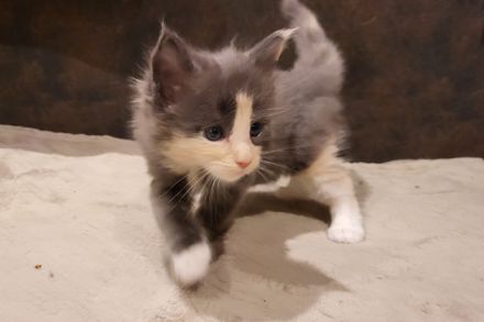 "Delilah" - süßes Maine Coon Kätzchen mit Stammbaum in der tollen Farbe blue tortie + white