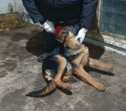 Echter Deutscher Schäferhund