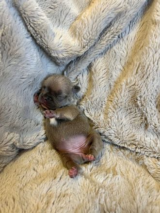 Gesunde Sportliche Französische Bulldoggen Welpen aus Seriöser Familien Zucht!