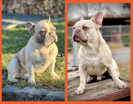 Gesunde Sportliche Französische Bulldoggen Welpen aus Seriöser Familien Zucht!