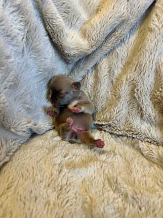 Gesunde Sportliche Französische Bulldoggen Welpen aus Seriöser Familien Zucht!