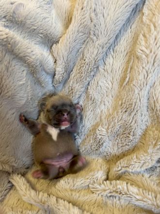 Gesunde Sportliche Französische Bulldoggen Welpen aus Seriöser Familien Zucht!