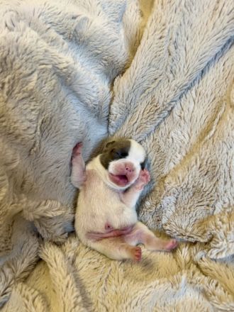 Gesunde Sportliche Französische Bulldoggen Welpen aus Seriöser Familien Zucht!