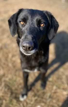 Africa, geb. ca. 01/2019, lebt in GRIECHENLAND, im städt. Tierheim Serres