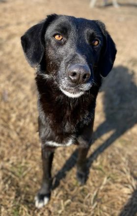 Africa, geb. ca. 01/2019, lebt in GRIECHENLAND, im städt. Tierheim Serres