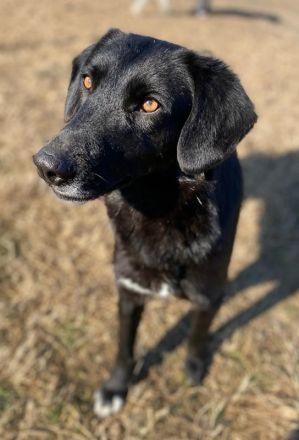Africa, geb. ca. 01/2019, lebt in GRIECHENLAND, im städt. Tierheim Serres