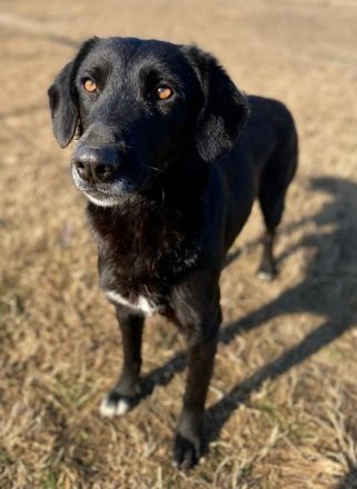 Africa, geb. ca. 01/2019, lebt in GRIECHENLAND, im städt. Tierheim Serres