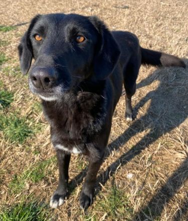 Africa, geb. ca. 01/2019, lebt in GRIECHENLAND, im städt. Tierheim Serres