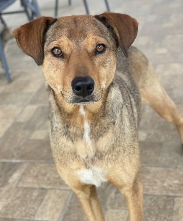 Anna, geb. ca. 03/2021, lebt in GRIECHENLAND, bei Kassiani in Serres