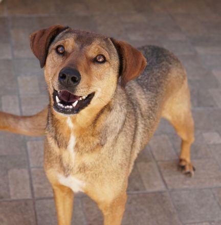 Anna, geb. ca. 03/2021, lebt in GRIECHENLAND, bei Kassiani in Serres