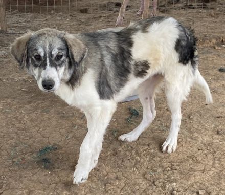 Eleonora, geb. ca. 11/2020, lebt in GRIECHENLAND, auf einem Gelände, auf dem die Hunde notdürftig ve