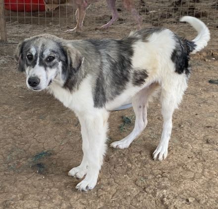 Eleonora, geb. ca. 11/2020, lebt in GRIECHENLAND, auf einem Gelände, auf dem die Hunde notdürftig ve