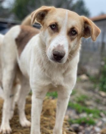 Evi, geb. ca. 06/2020, lebt in GRIECHENLAND, im städt. Tierheim Serres