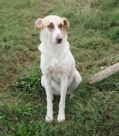Evi, geb. ca. 06/2020, lebt in GRIECHENLAND, im städt. Tierheim Serres