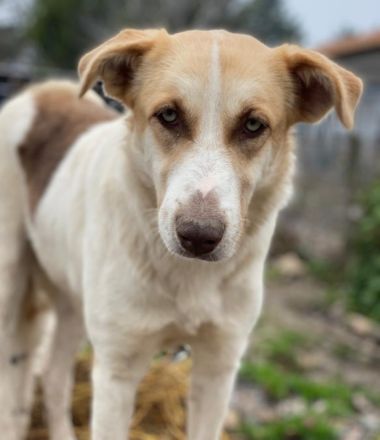 Evi, geb. ca. 06/2020, lebt in GRIECHENLAND, im städt. Tierheim Serres