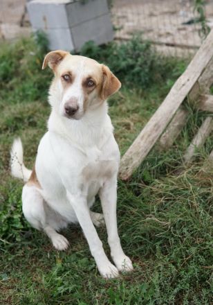 Evi, geb. ca. 06/2020, lebt in GRIECHENLAND, im städt. Tierheim Serres