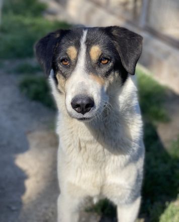 Fanny, geb. ca. 04/2021, lebt in GRIECHENLAND, im städt. Tierheim Serres