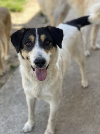 Fanny, geb. ca. 04/2021, lebt in GRIECHENLAND, im städt. Tierheim Serres