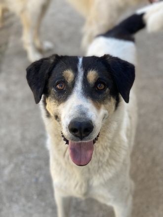 Fanny, geb. ca. 04/2021, lebt in GRIECHENLAND, im städt. Tierheim Serres