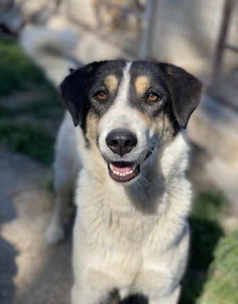 Fanny, geb. ca. 04/2021, lebt in GRIECHENLAND, im städt. Tierheim Serres