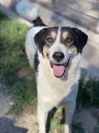 Fanny, geb. ca. 04/2021, lebt in GRIECHENLAND, im städt. Tierheim Serres